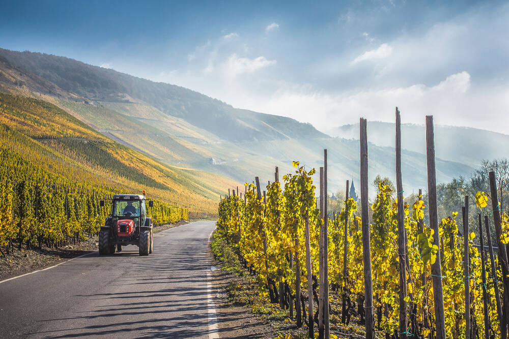 Ein roter Traktor fährt auf einer Straße, die durch die Weinberge führt. Im Hintergrund sind die letzten Nebelreste zu sehen, vor einem strahlend blauen Himmel.