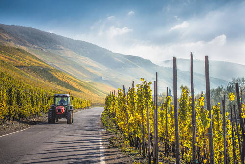 Ein roter Traktor fährt auf einer Straße, die durch die Weinberge führt. Im Hintergrund sind die letzten Nebelreste zu sehen, vor einem strahlend blauen Himmel.