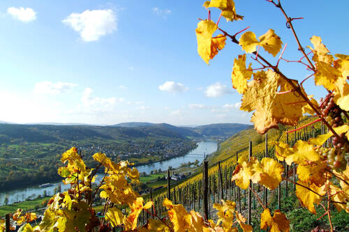 Die Moselschleife unter einem blauen Himmel mit wenigen Wolken. Im Vordergrund sind einige gelbliche Blätter einer Weinrebe vor den Weinbergen zu sehen.