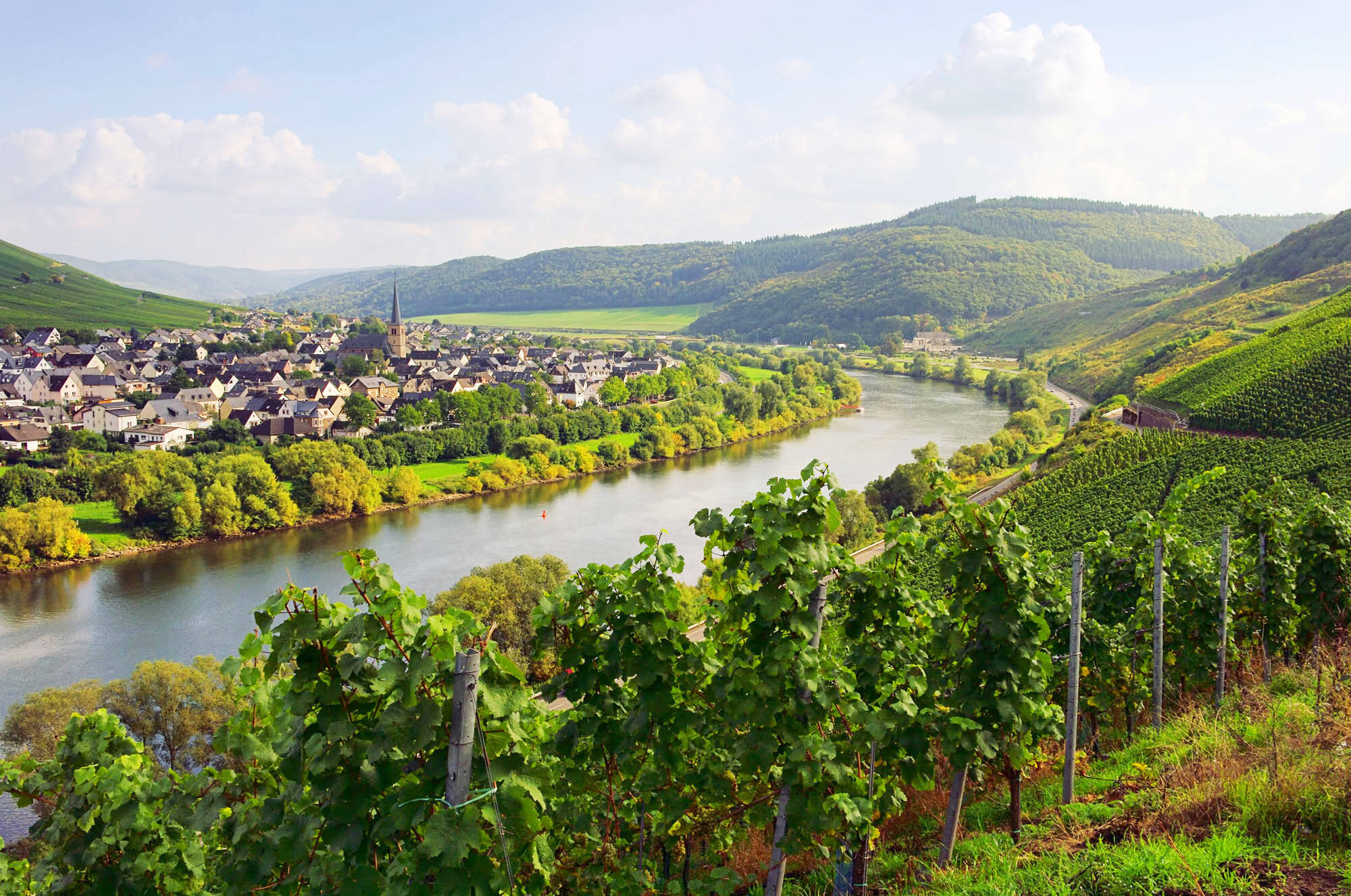 Die Moselschleife bei Zeltingen. Auf der linken Moselseite ist der Weinort zu sehen, während auf der gegenüberliegenden Seite die Weinberge im Vordergrund liegen.