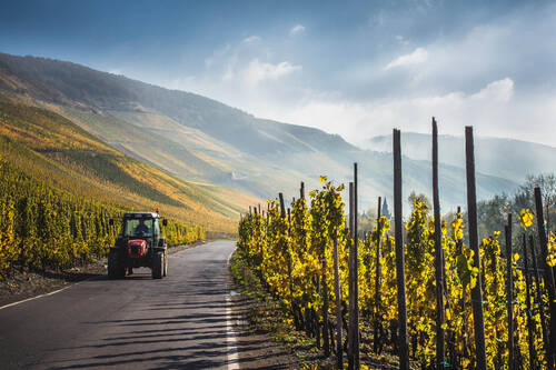 Ein roter Traktor fährt auf einer Straße, die durch die Weinberge führt. Im Hintergrund sind die letzten Nebelreste zu sehen, vor einem strahlend blauen Himmel.