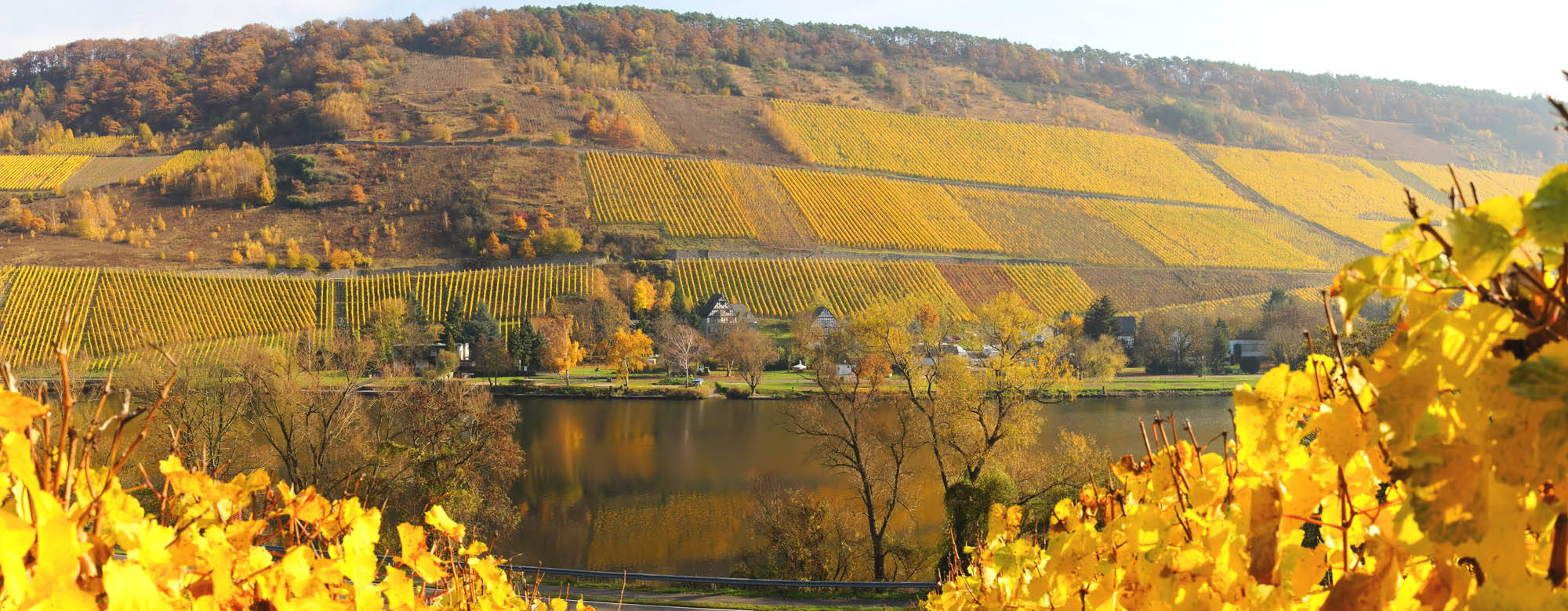 Ein herbstliches Foto der Weinberge an der Mosel, mit buntem Laub und einer ruhigen, goldenen Atmosphäre.