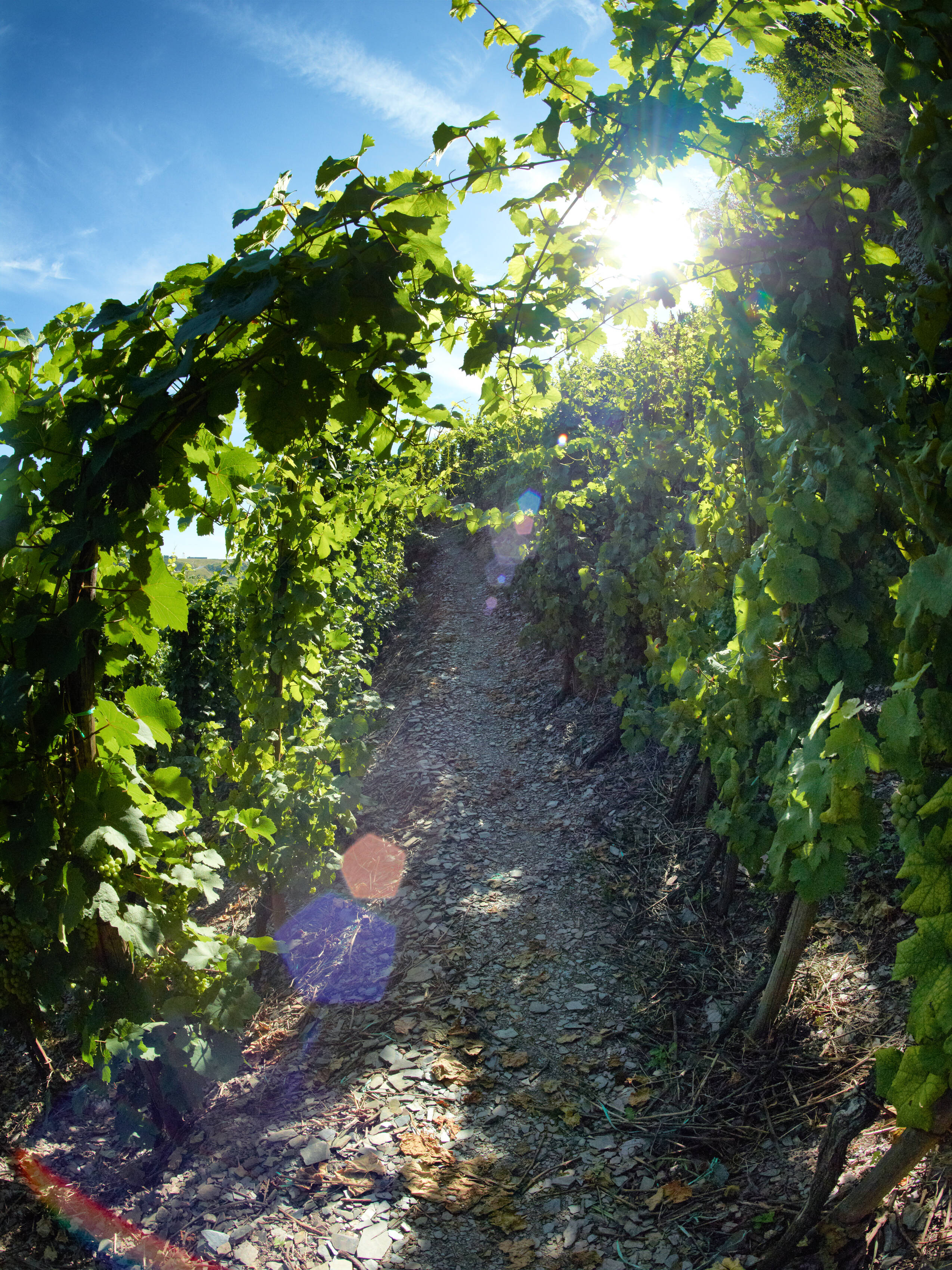 Ein Wanderweg führt durch Weinreben am Erdener Klettersteig. Die Reben rechts und links neigen sich über den Weg und bilden einen grünen Bogen. Sonnenlicht fällt durch die Blätter, der Himmel ist strahlend blau.