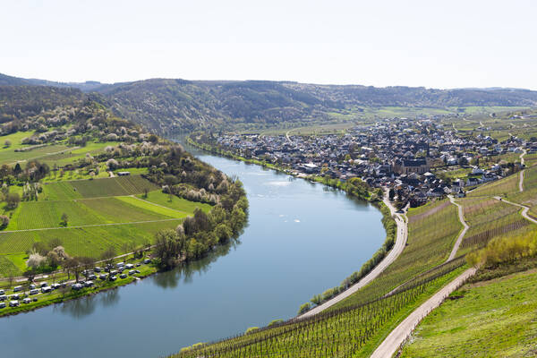 Blick auf die Moselschleife bei Kröv. Die Weinberge erstrahlen grün, der Himmel ist wolkenfrei.
