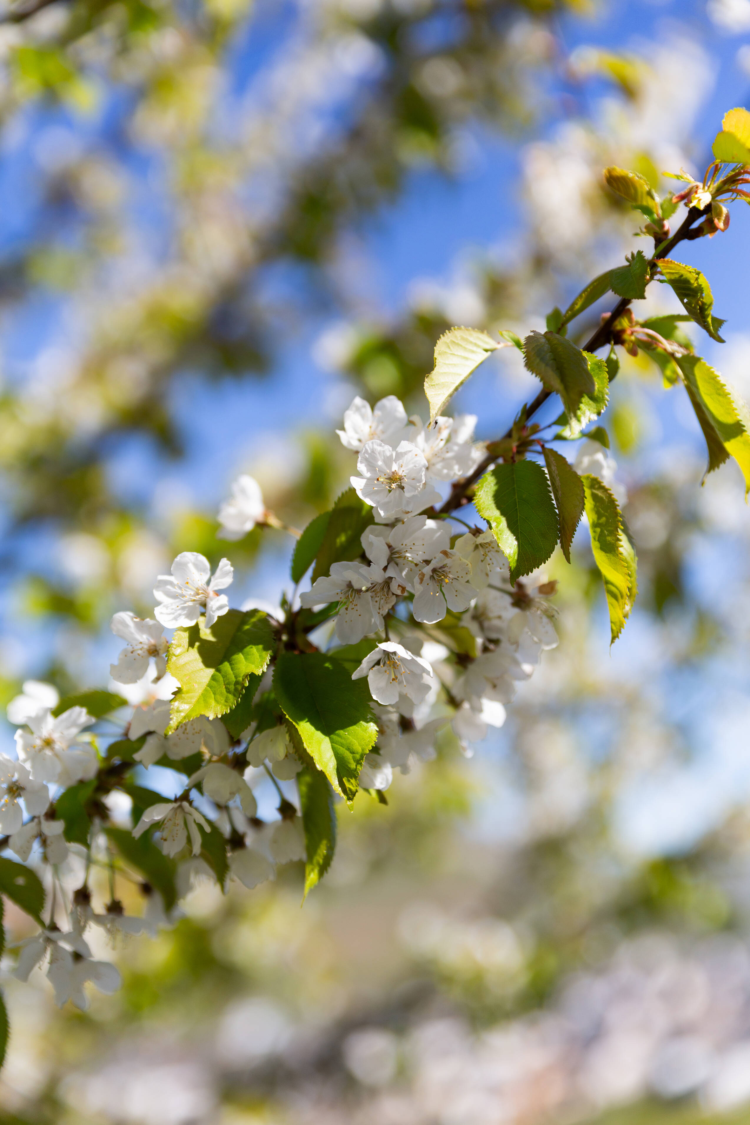 Weiße Frühlings-Blüten an einem Baum.