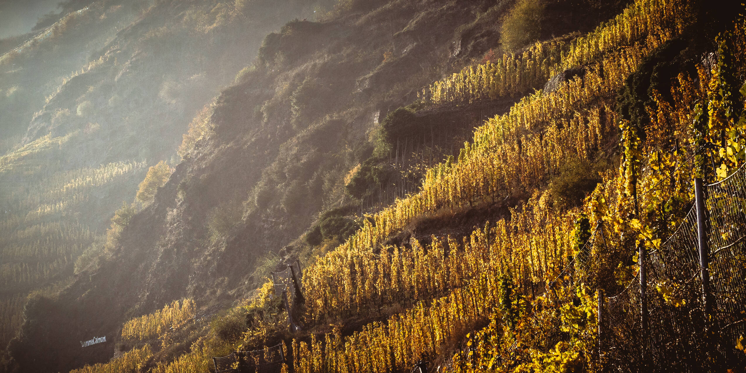 Ein düsteres Foto zeigt die gelb verfärbten Weinreben in den Steillagen, die sich entlang Felsenvorsprüngen ziehen. Das schwache Licht unterstreicht die herbstliche Atmosphäre der Szene.