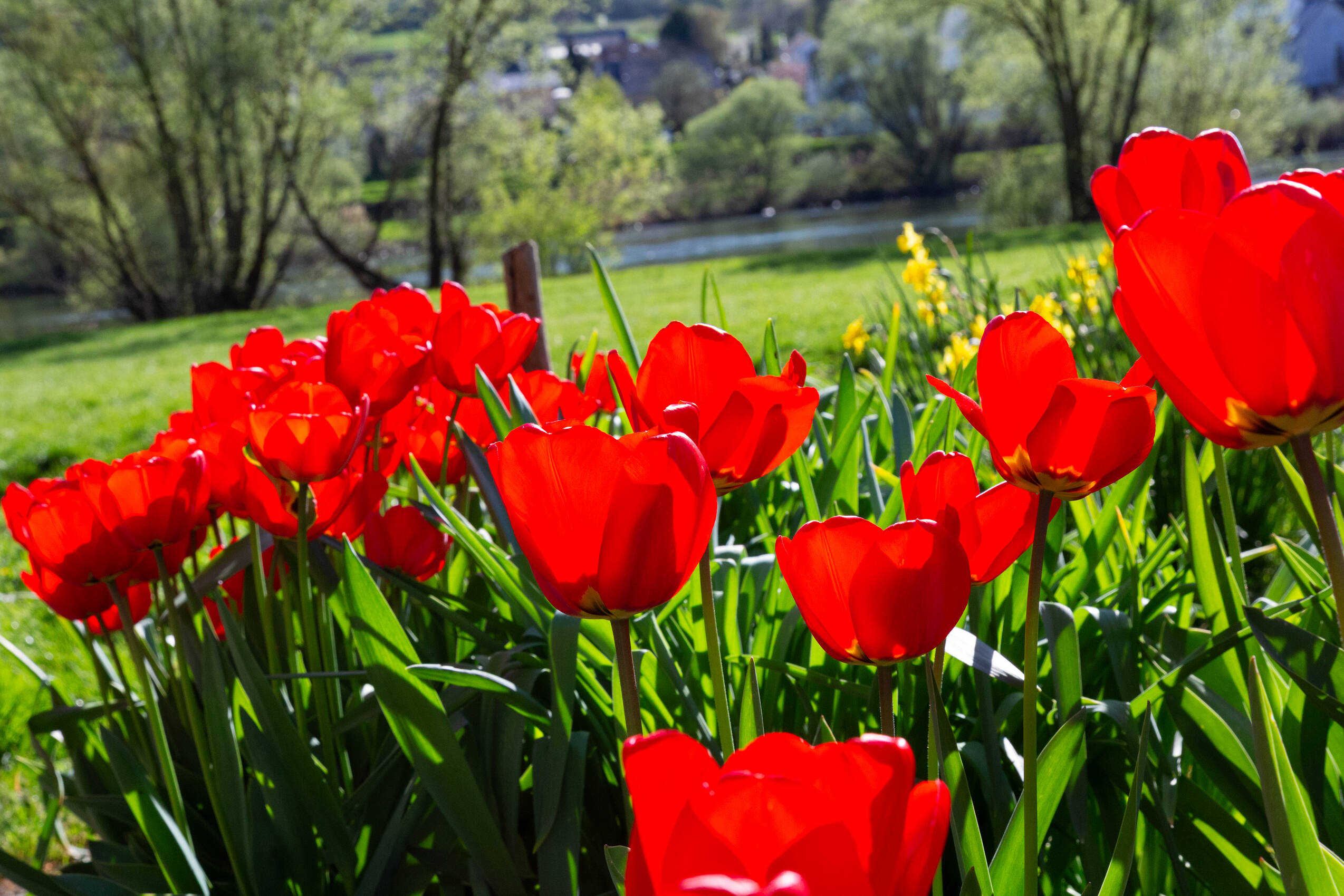 Rote Tulpen