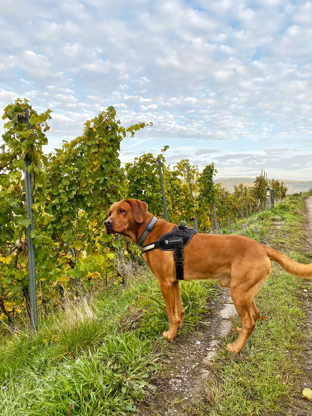 Ein brauner Labrador mit schwarzem Geschirr steht im Weinberg.
