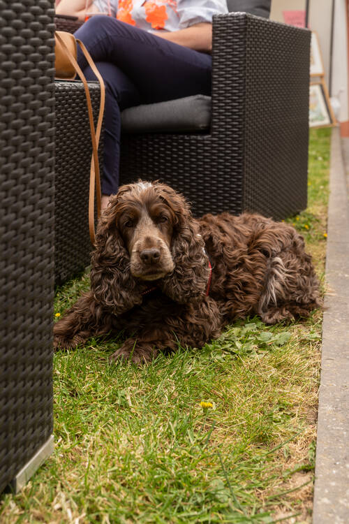 Ein brauner Hund liegt auf der Wiese des Deutschherrenhofs.