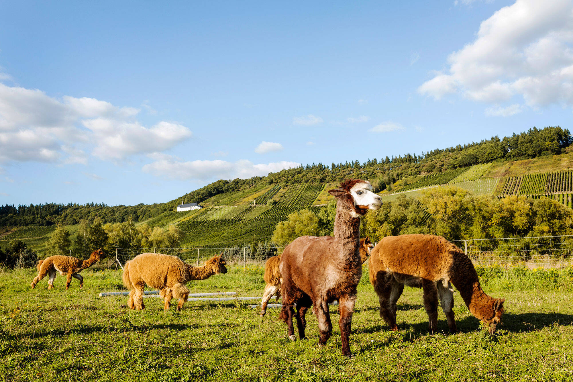 Fünf Alpakas grasen auf der Wiese, während im Hintergrund die Weinberge zu sehen sind.
