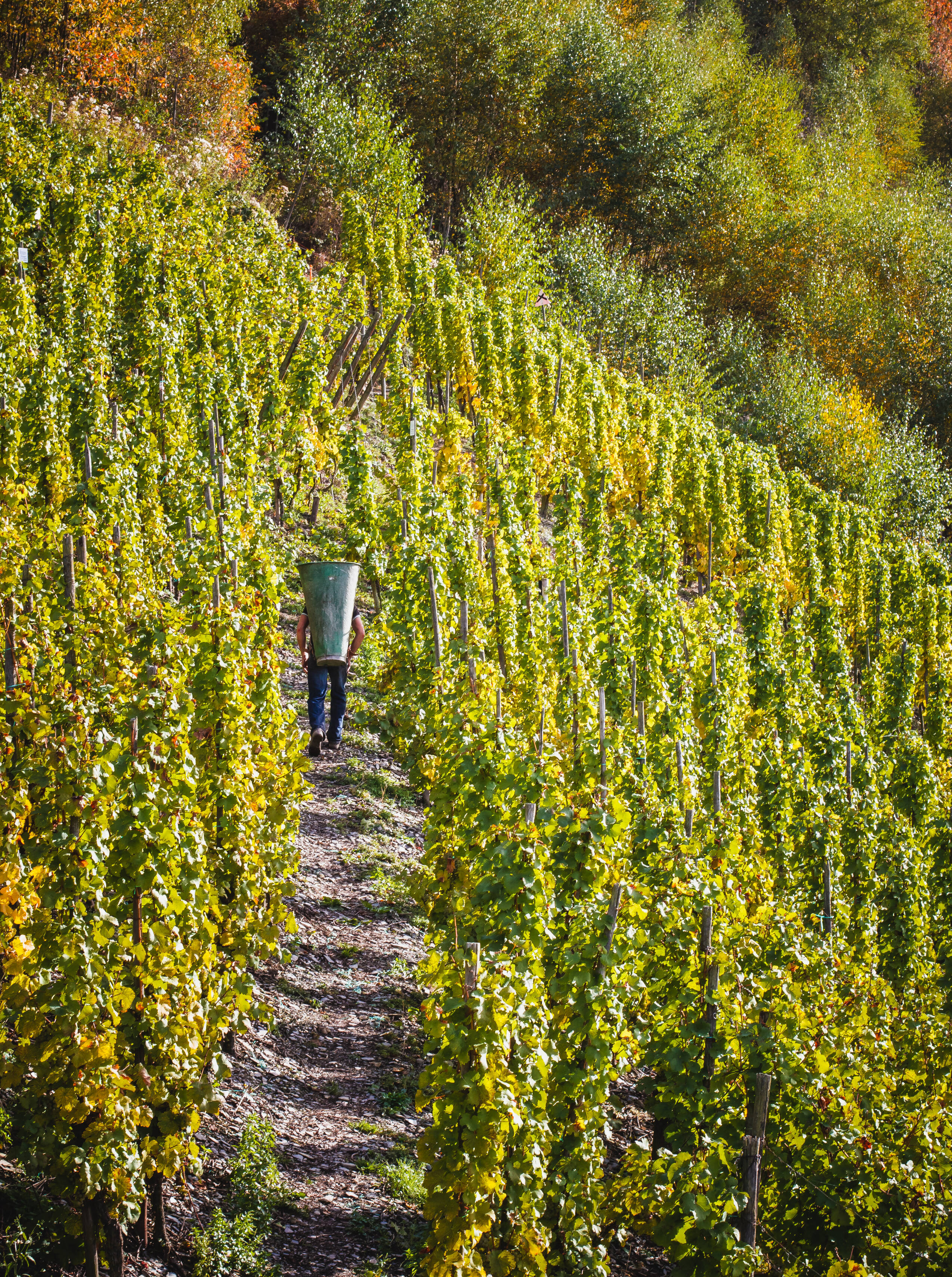 Ein Mann trägt einen großen Behälter, eine sogenannte Hotte oder Butte, durch einen Fußweg inmitten grüner Weinberge. Das Gefäß wird von Winzern bei der Weinlese verwendet.
