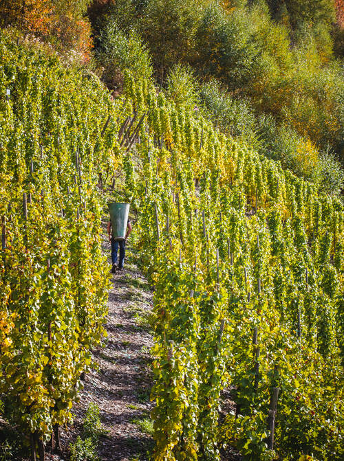 Ein Mann trägt einen großen Behälter, eine sogenannte Hotte oder Butte, durch einen Fußweg inmitten grüner Weinberge. Das Gefäß wird von Winzern bei der Weinlese verwendet.