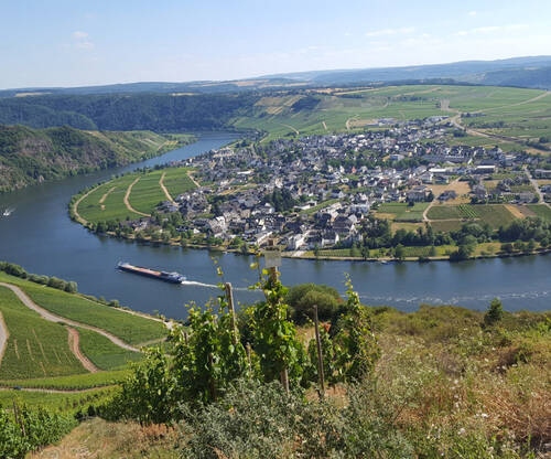 Ausblick aus den Weinbergen auf einen Moselort. Auf der Mosel ist ein Schiff unterwegs.