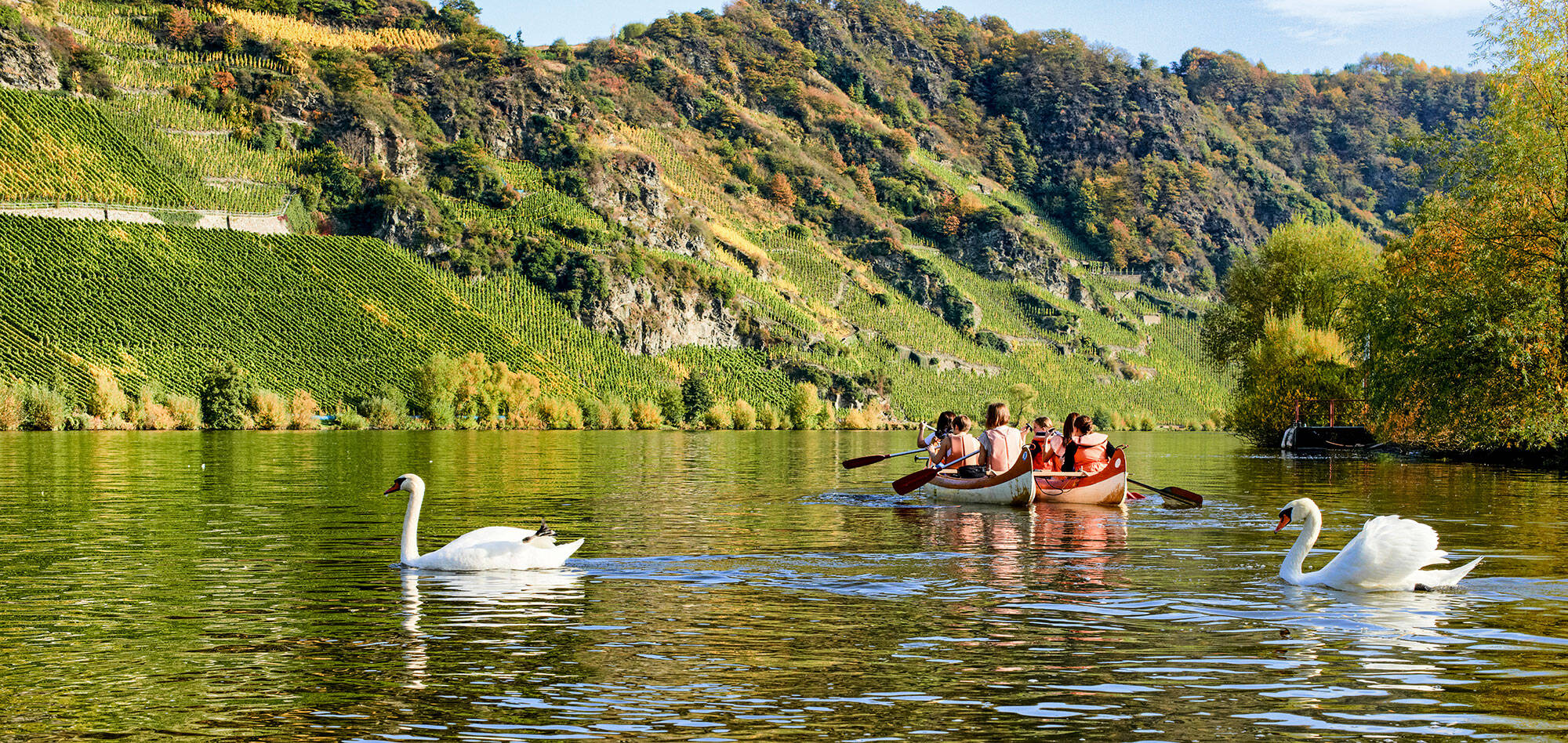 Mehrere Personen in Rettungswesten sitzen in einem Kanu und paddeln über die Mosel. Zwei Schwäne schwimmen durchs Bild, während im Hintergrund die steilen Weinberge zu sehen sind.