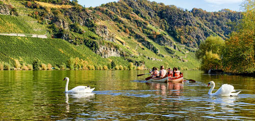 Mehrere Personen in Rettungswesten sitzen in einem Kanu und paddeln über die Mosel. Zwei Schwäne schwimmen durchs Bild, während im Hintergrund die steilen Weinberge zu sehen sind.
