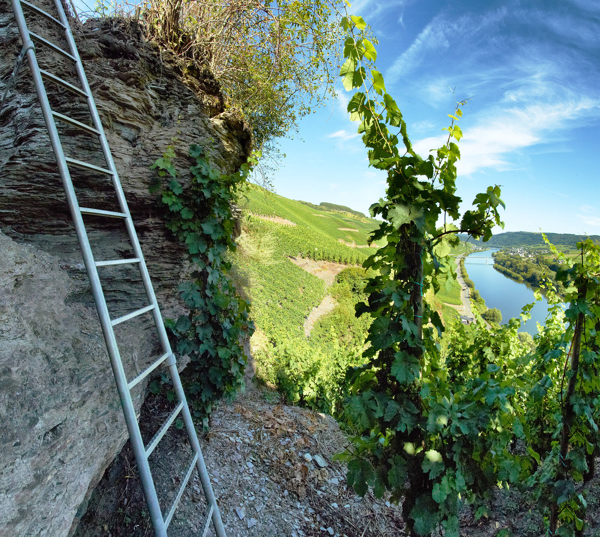 Im Erdener Klettersteig ist eine Leiter an einem Felsen inmitten der Weinberge befestigt.