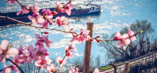 Blüten eines Weinbergspfirsichbaums ragen ins Bild. Im Hintergrund fährt ein Schiff auf der Mosel.