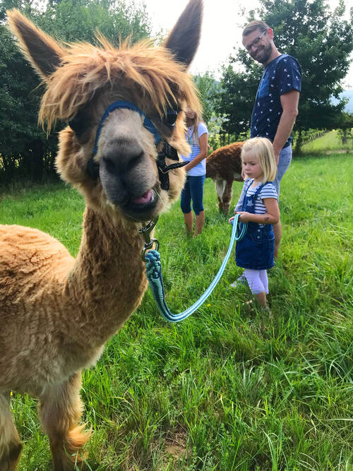 Ein braunes Alpaka schaut in die Kamera. Am Halfter ist eine Leine befestigt, die ein kleines Mädchen etwas weiter hinten auf der Wiese hält. Ihr Vater blickt sie grinsend an.Ein braunes Alpaka schaut in die Kamera. Am Halfter ist eine Leine befestigt, die ein kleines Mädchen etwas weiter hinten auf der Wiese hält. Ihr Vater blickt sie grinsend an.